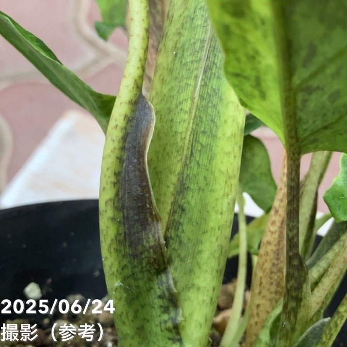 現品お届け】アロカシア ラウテル バキアナ 斑入り 4号 （MI4）｜観葉