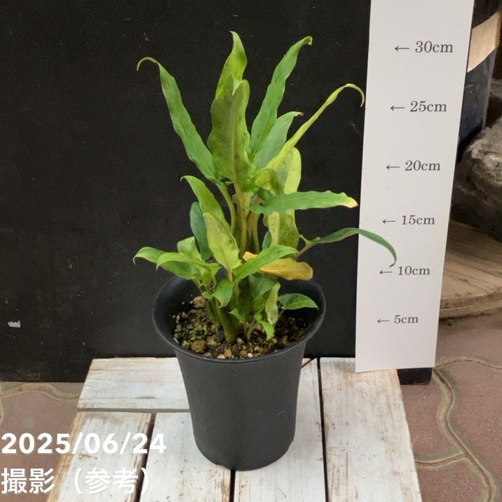 現品お届け】アロカシア ラウテル バキアナ 斑入り 4号 （MI4）｜観葉