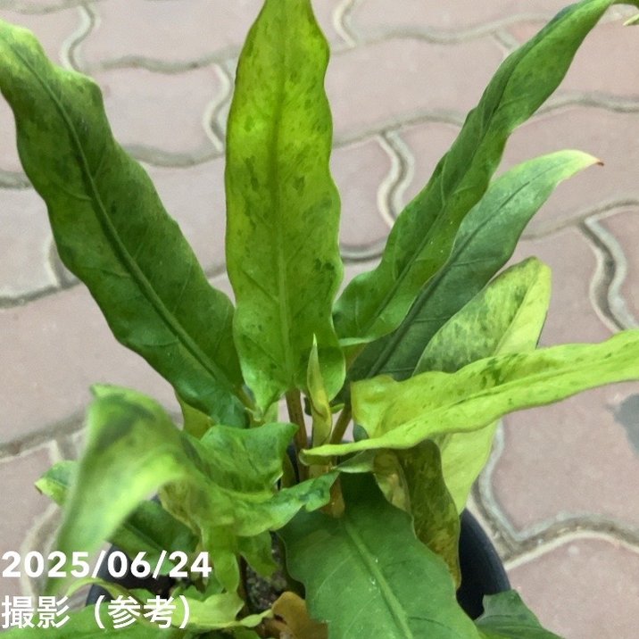 現品お届け】アロカシア ラウテル バキアナ 斑入り 4号 （MI4）｜観葉