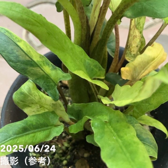 現品お届け】アロカシア ラウテル バキアナ 斑入り 4号 （MI4）｜観葉