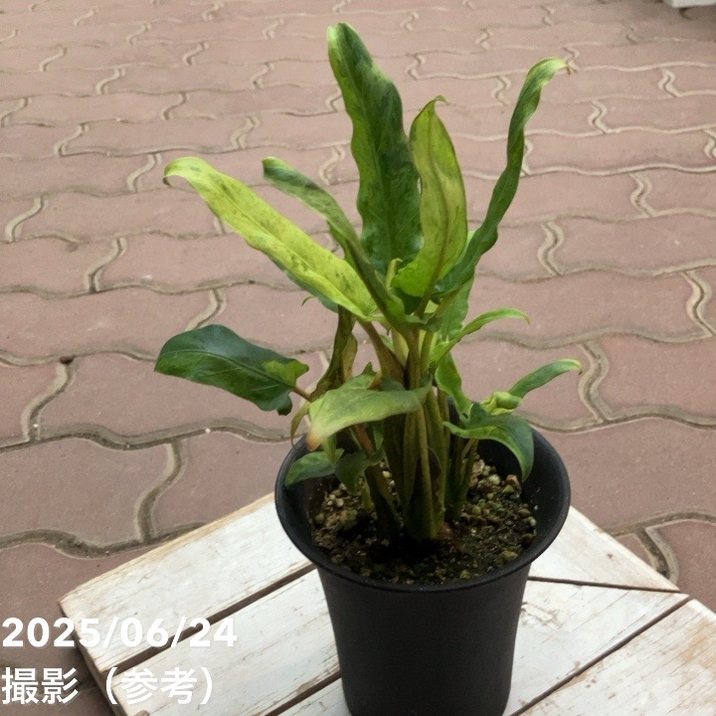 現品お届け】アロカシア ラウテル バキアナ 斑入り 4号 (MI4 現品お届け】アロカシア ラウテル バキアナ 斑入り 4号 (MI4