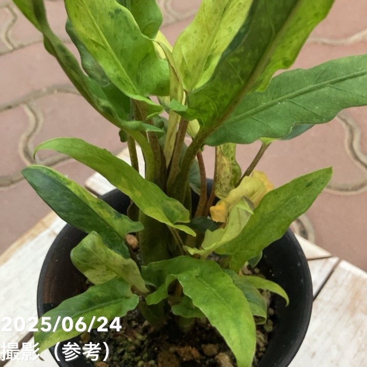 現品お届け】アロカシア ラウテル バキアナ 斑入り 4号 （MI4）｜観葉