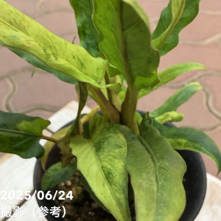 現品お届け】アロカシア ラウテル バキアナ 斑入り 4号 （MI4）｜観葉