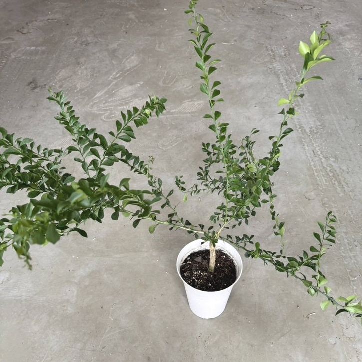 こるふぁーむ フィンガーライム 5号 レッドシャンパン（代引き不可