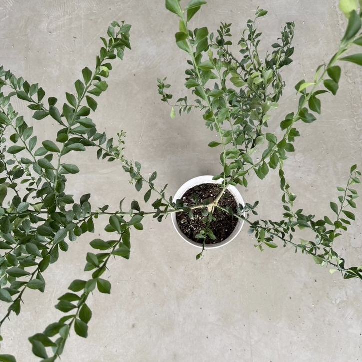 こるふぁーむ フィンガーライム 5号 レッドシャンパン（代引き不可