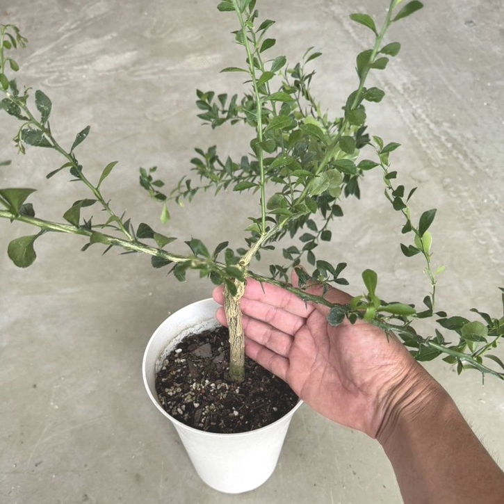 こるふぁーむ フィンガーライム 5号 レッドシャンパン（代引き不可