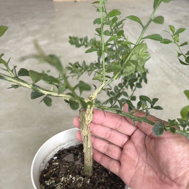 こるふぁーむ フィンガーライム 5号 レッドシャンパン（代引き不可