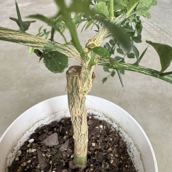 こるふぁーむ フィンガーライム 5号 レッドシャンパン(代引き不可)|柑橘|果樹10-CO