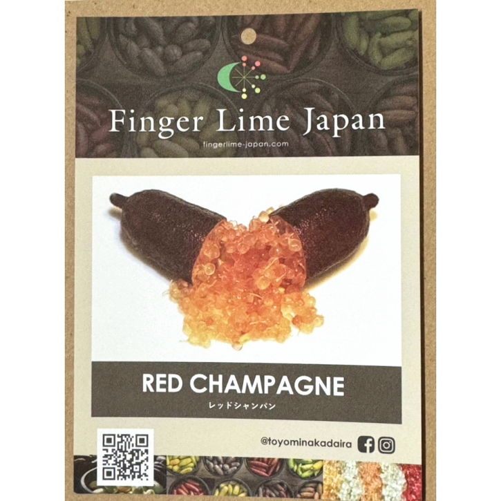 こるふぁーむ フィンガーライム 5号 レッドシャンパン(代引き不可)|柑橘|果樹10-CO