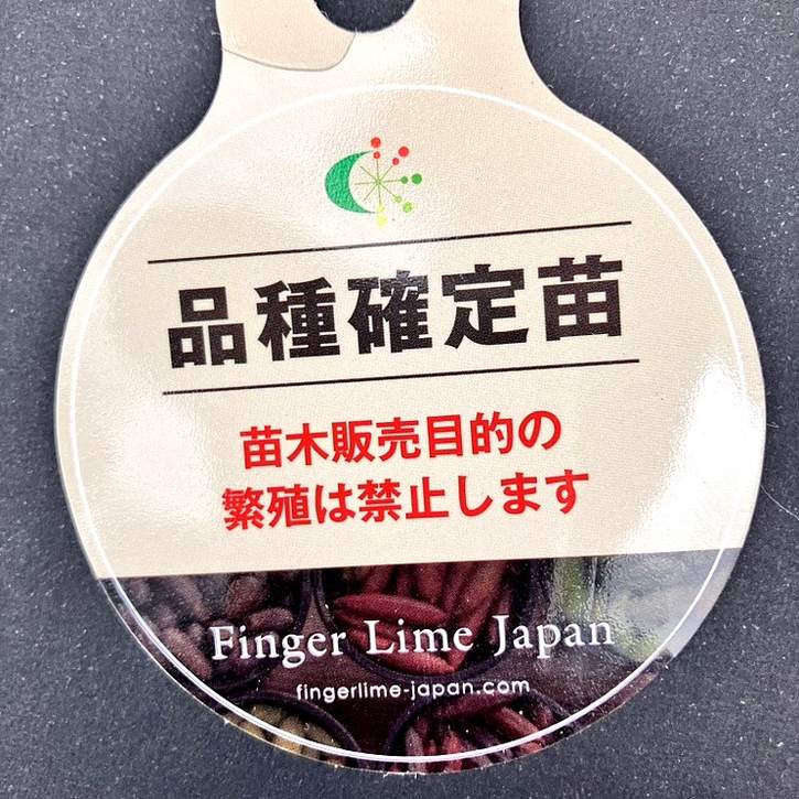 こるふぁーむ フィンガーライム 5号 レッドシャンパン(代引き不可)|柑橘|果樹10-CO