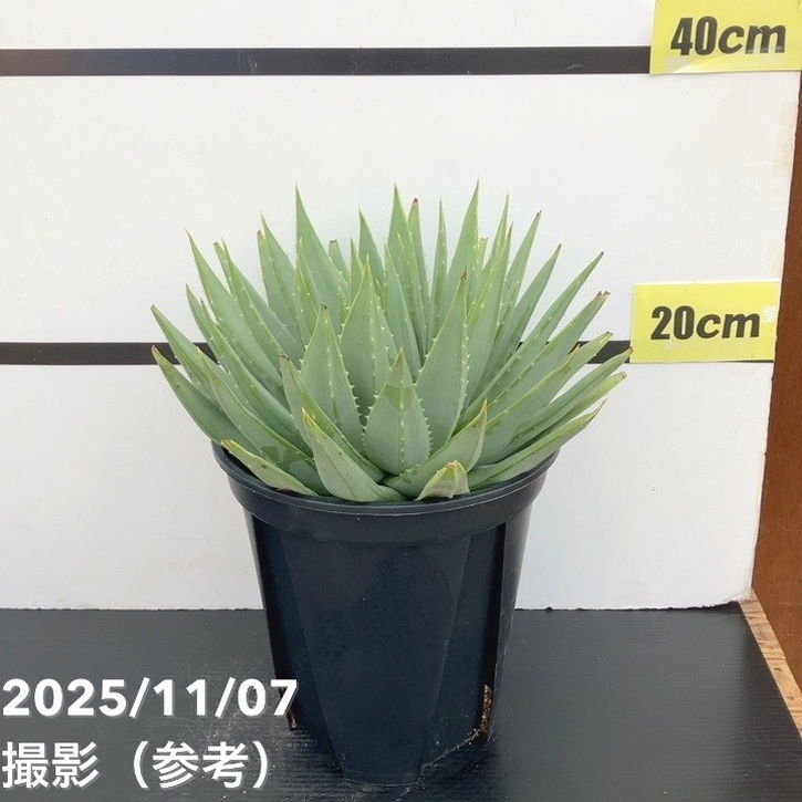 アロエ ポリフィラ 現品お届け】アロエ ポリフィラ Aloe polyphylla 7号（2）｜観葉10-TU