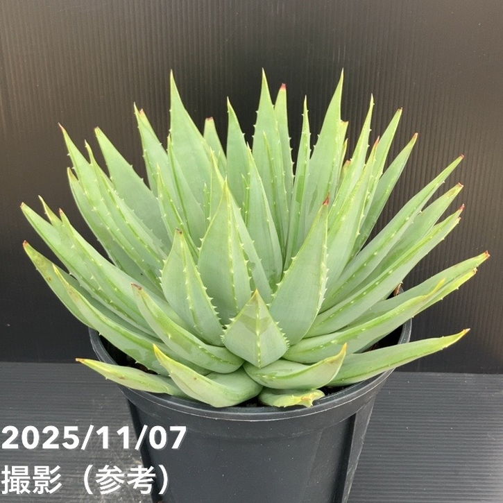 現品お届け】アロエ ポリフィラ Aloe polyphylla 7号（2）｜観葉10-TU