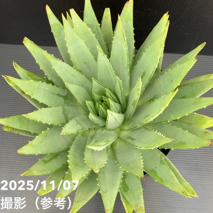 現品お届け】アロエ ポリフィラ Aloe polyphylla 7号（2）｜観葉10-TU