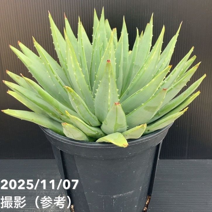 アロエ　ポリフィラ　良株 現品お届け】アロエ ポリフィラ Aloe polyphylla 7号（2）｜観葉10-TU