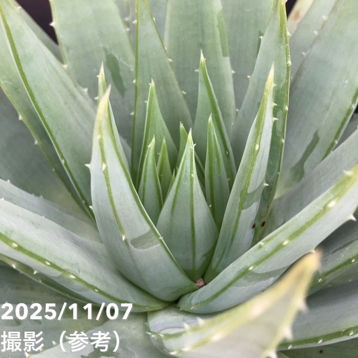 現品お届け】アロエ ポリフィラ Aloe polyphylla 7号（2）｜観葉10-TU