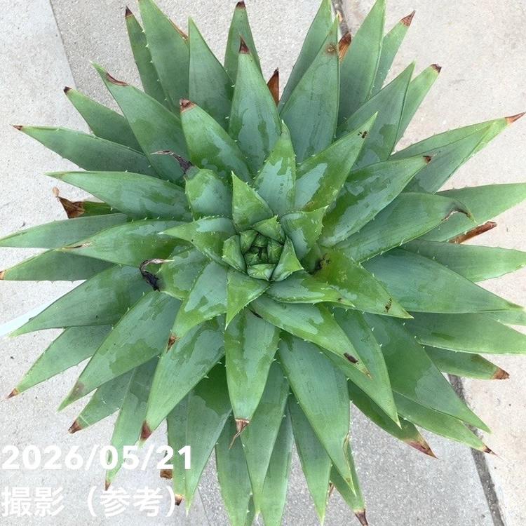 現品お届け】アロエ ポリフィラ Aloe polyphylla 7号（2）｜観葉10-TU