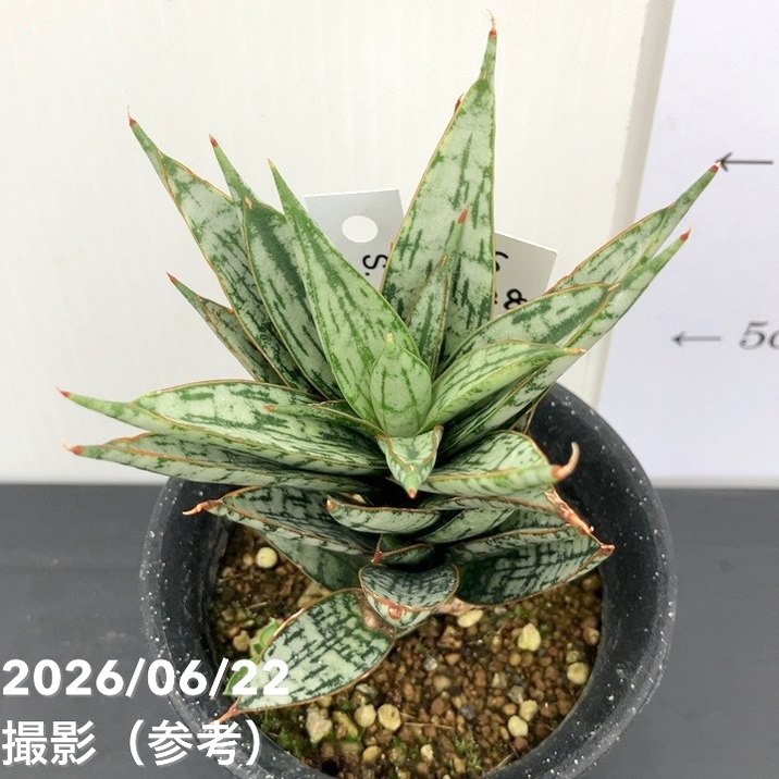 【現品お届け】サンスベリア 3号 マルゲリータ プラ鉢(S228)|観葉02-D2