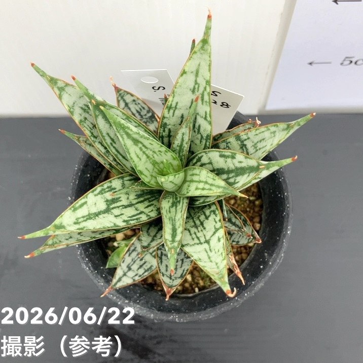 【現品お届け】サンスベリア 3号 マルゲリータ プラ鉢(S228)|観葉02-D2
