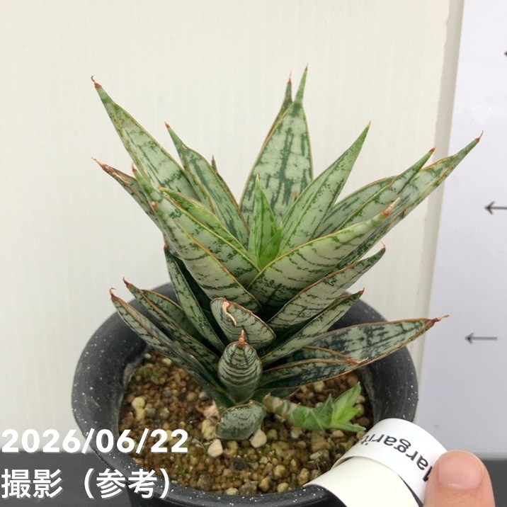 【現品お届け】サンスベリア 3号 マルゲリータ プラ鉢(S228)|観葉02-D2