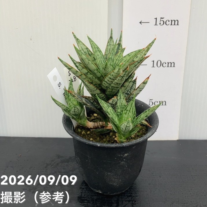 【現品お届け】サンスベリア 3号 マルゲリータ プラ鉢(S228)|観葉02-D2