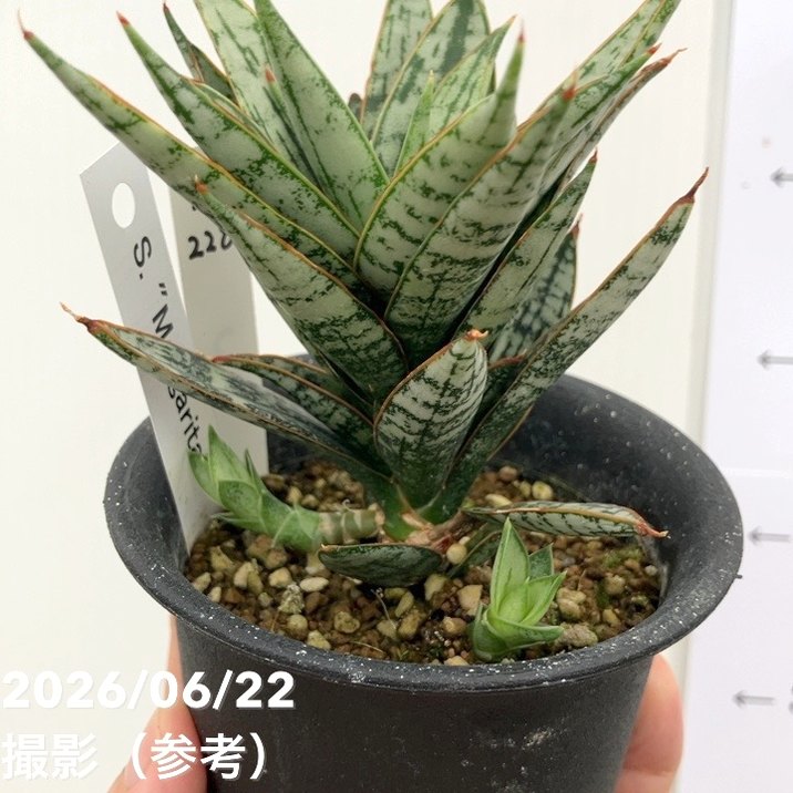 【現品お届け】サンスベリア 3号 マルゲリータ プラ鉢(S228)|観葉02-D2