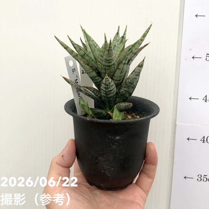 【現品お届け】サンスベリア 3号 マルゲリータ プラ鉢(S228)|観葉02-D2