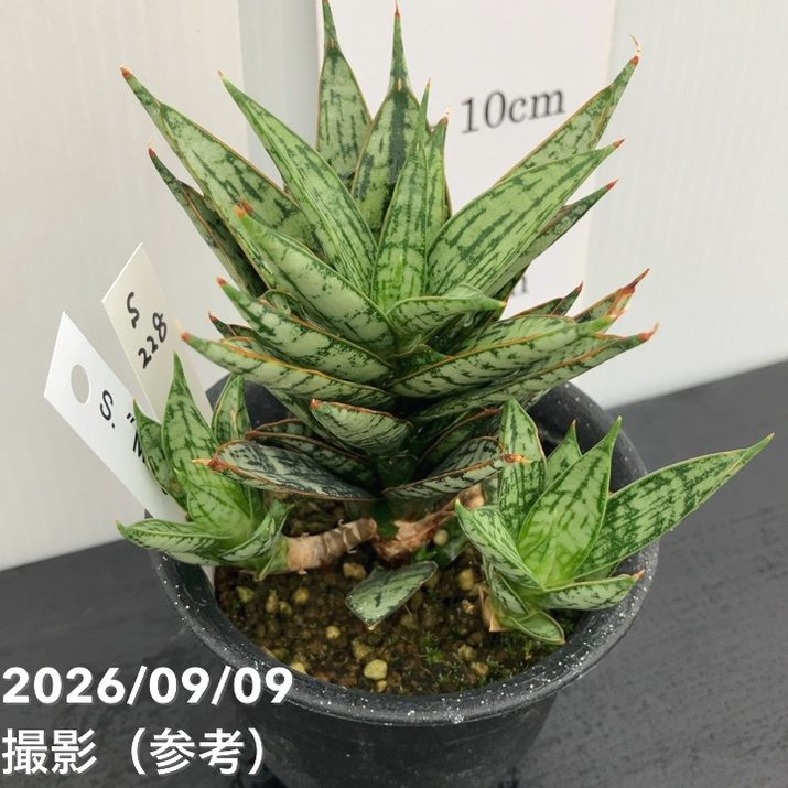 【現品お届け】サンスベリア 3号 マルゲリータ プラ鉢(S228)|観葉02-D2