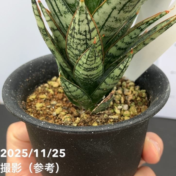 現品お届け】サンスベリア 3号 マルゲリータ プラ鉢（S228）｜観葉02