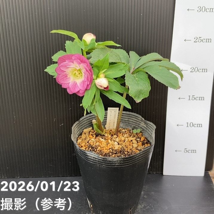 一点物】加藤農園 クリスマスローズ 4.5号（KT52）｜山野04-PA | 草花