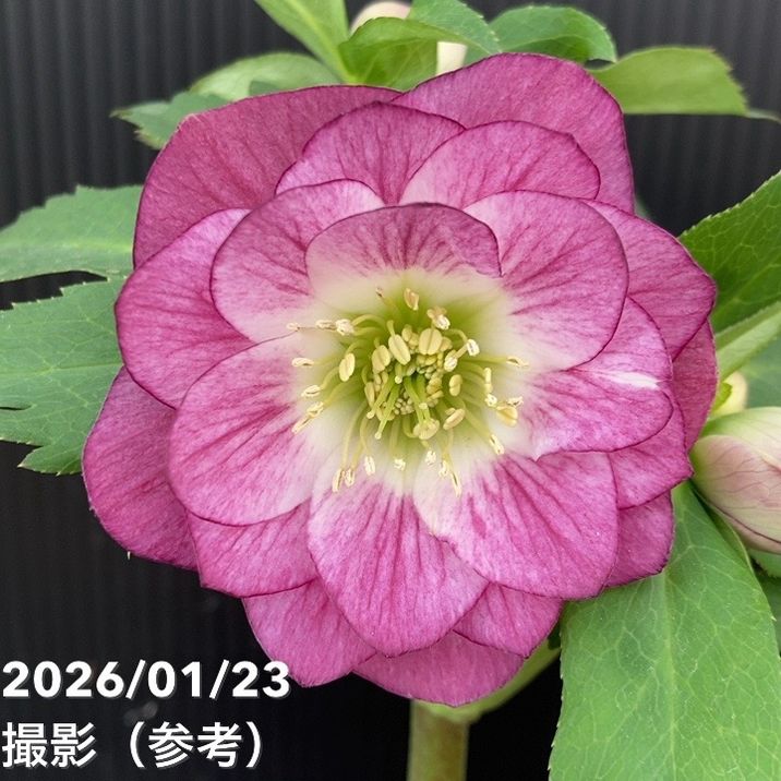 一点物】加藤農園 クリスマスローズ 4.5号（KT52）｜山野04-PA | 草花