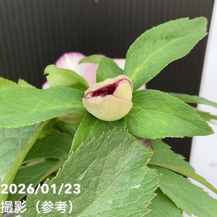 一点物】加藤農園 クリスマスローズ 4.5号（KT52）｜山野04-PA | 草花