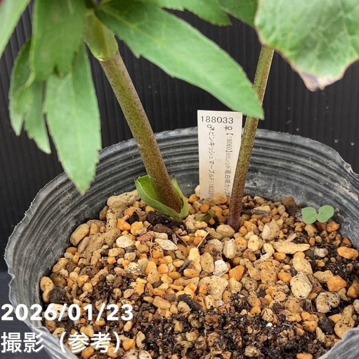 一点物】加藤農園 クリスマスローズ 4.5号（KT52）｜山野04-PA | 草花