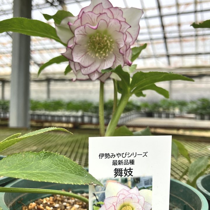 限定4鉢】＜開花株＞クリスマスローズ 伊勢みやび 5号 舞妓｜山野01-D1