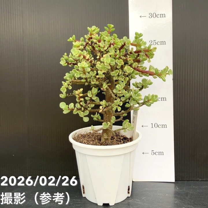 ポーチュラカリア 雅楽之舞 4号｜観葉10-TU | 観葉・多肉 | 赤塚植物園