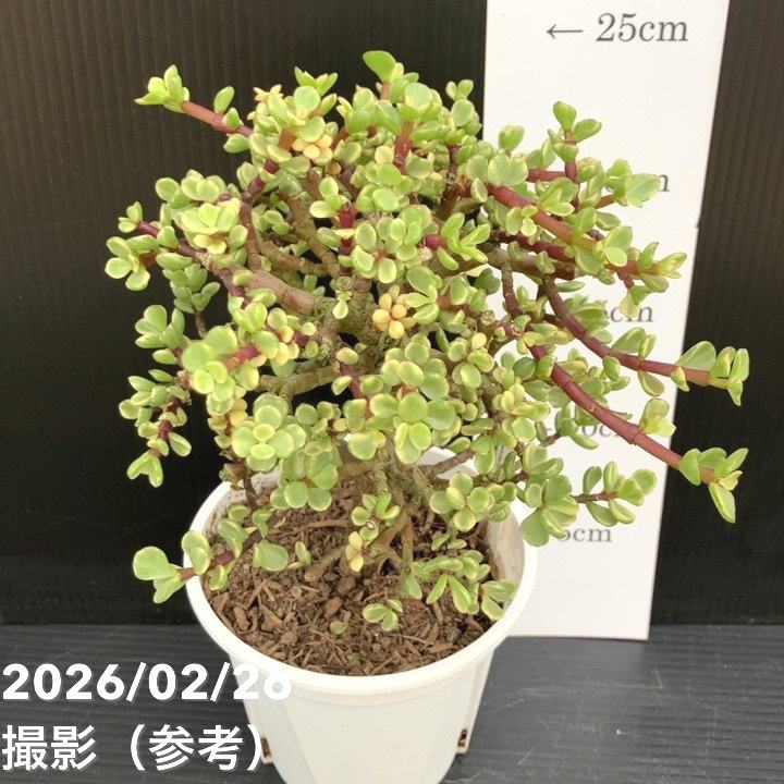 ポーチュラカリア 雅楽之舞 4号｜観葉10-TU | 観葉・多肉 | 赤塚植物園