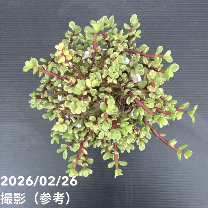 ポーチュラカリア 雅楽之舞 4号｜観葉10-TU | 観葉・多肉 | 赤塚植物園
