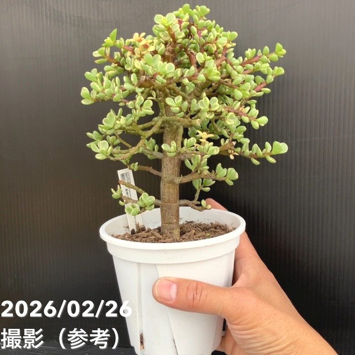 ポーチュラカリア 雅楽之舞 4号｜観葉10-TU | 観葉・多肉 | 赤塚植物園
