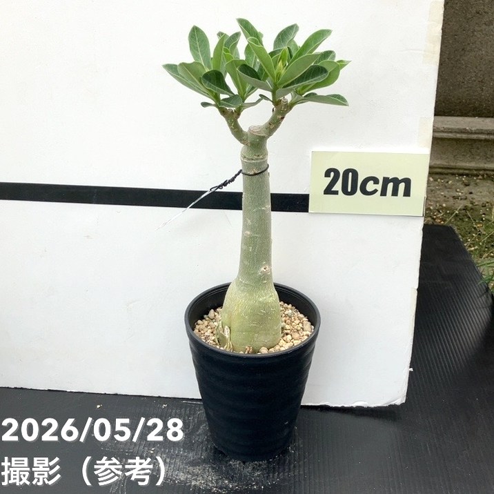 アデニウム オベスム プラ鉢&オリジナルプランツタグ付き №1 アデニウム オベスム 4号 Hong Thong（7）｜観葉01-D1 | 観葉・多肉