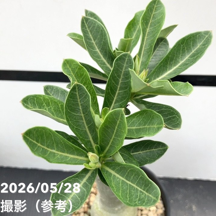 決算P5倍！10%OFF！8/2まで】アデニウム オベスム 4号 Hong Thong（7