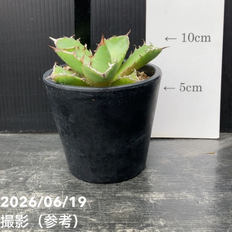 アガベ 3.5号 黒犀牛｜観葉10-TU | 観葉・多肉,アガベ | 赤塚植物園