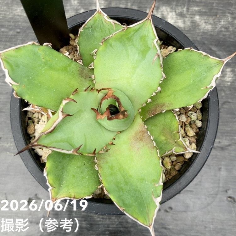 アガベ 3.5号 黒犀牛｜観葉10-TU | 観葉・多肉,アガベ | 赤塚植物園