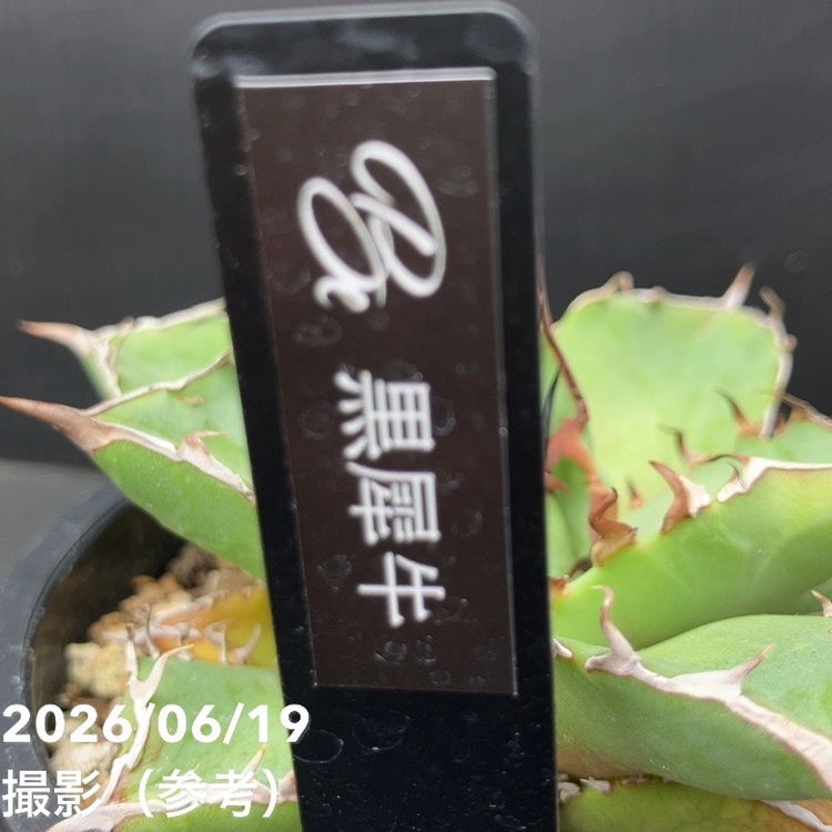 アガベ 3.5号 黒犀牛｜観葉04-PA | 観葉・多肉,アガベ | 赤塚植物園