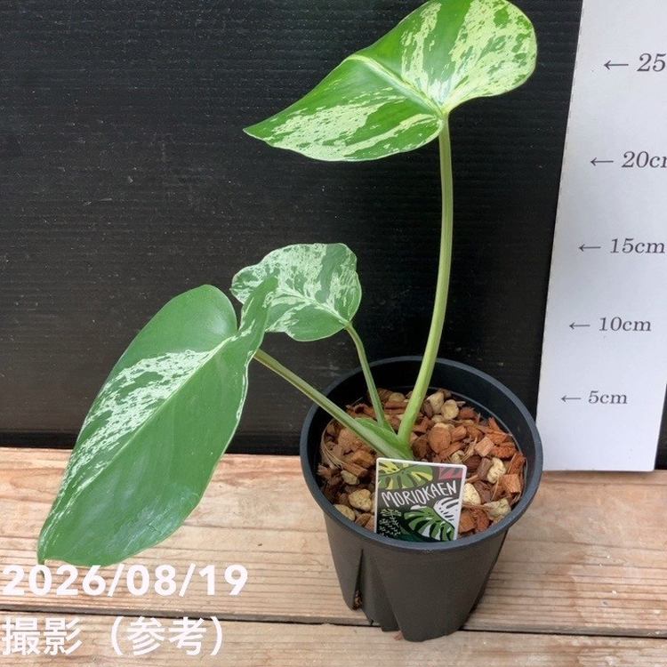 現品お届け】森尾花園 モンステラ バルバソー 4号（M01）｜観葉04-PA
