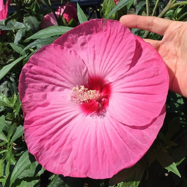 タイタンビカス 3.5号 レイア (ショートタイプ)|草花01-D1