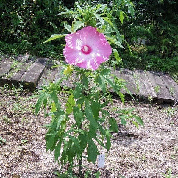 タイタンビカス 3.5号 レイア （ショートタイプ）｜草花01-D1 | 赤塚