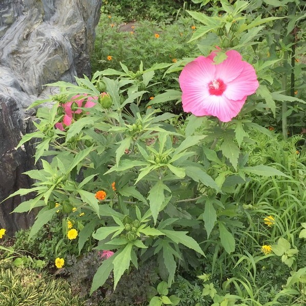 タイタンビカス 3.5号 レイア （ショートタイプ）｜草花01-D1 | 赤塚