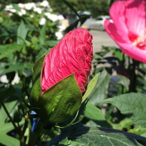 タイタンビカス 3.5号 レイア (ショートタイプ)|草花01-D1