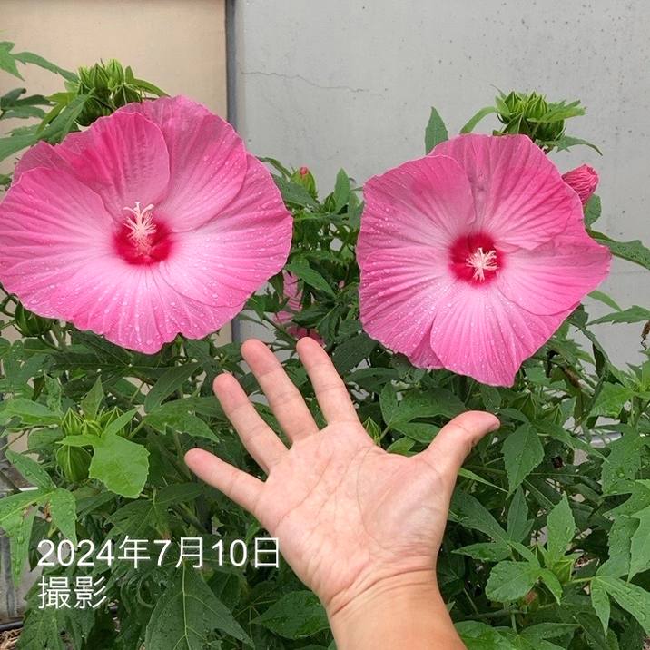 タイタンビカス 3.5号 レイア (ショートタイプ)|草花01-D1