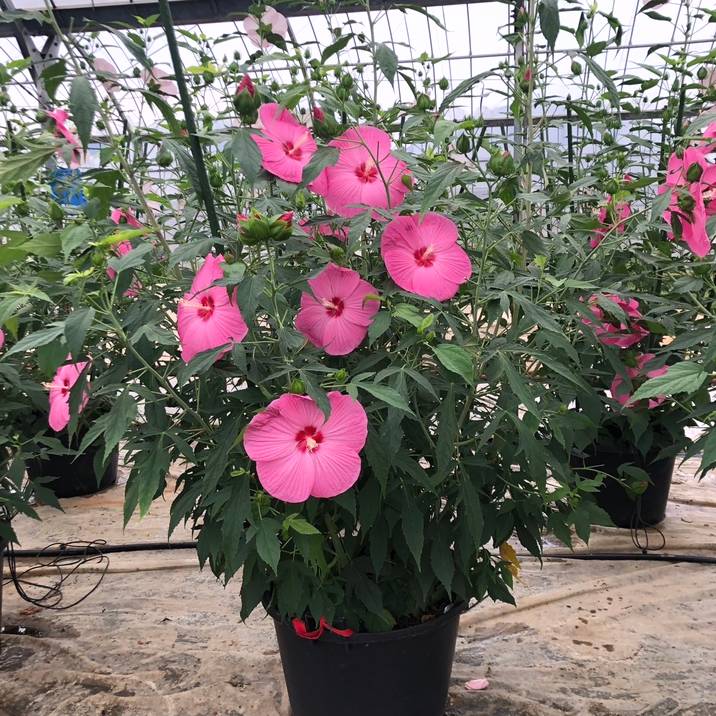 タイタンビカス 3.5号 レイア (ショートタイプ)|草花01-D1