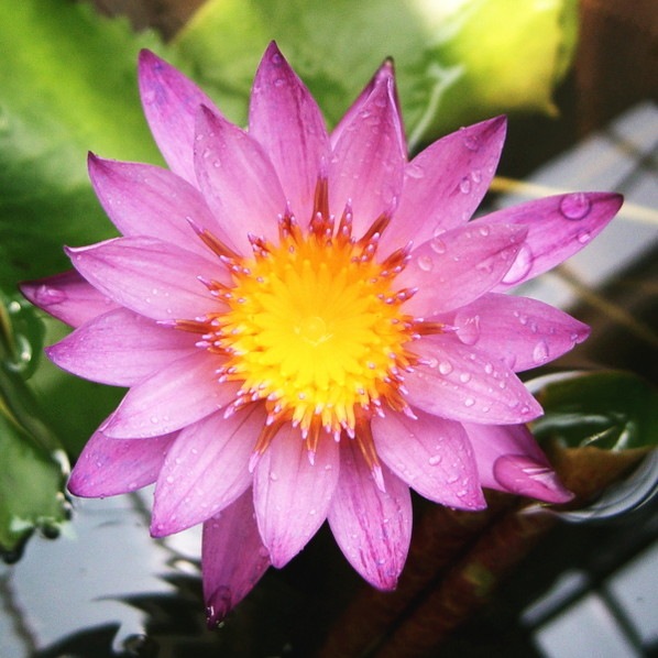 熱帯スイレン 4号 マミヤォ｜草花01-D1 | 赤塚植物園自社農場,熱帯